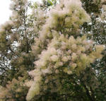 110718smoke-tree.jpg