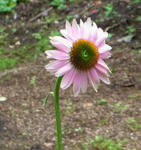 110720echinacea.jpg