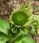 110720echinacea2.jpg