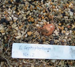 110810leptophyllum.jpg
