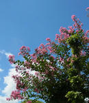 110906sarusuberi.jpg