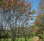 110916nanakamado.jpg