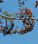 110916nanakamado2.jpg