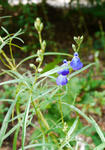 110916sage.jpg