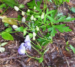 110921aconitum1.jpg