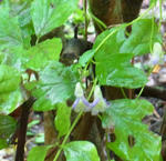 110921aconitum2.jpg