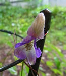 110921aconitum3.jpg