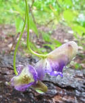 110921aconitum4.jpg