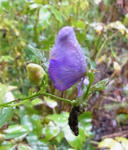 110921aconitum5.jpg
