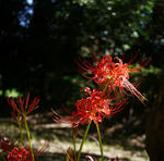 110924higanbana.jpg