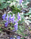 111001aconitum.jpg