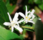 111003hototogisu.jpg