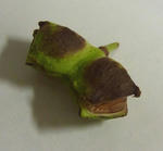 111005shirane1.jpg