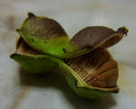 111005shirane2.jpg