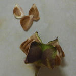 111005shirane3.jpg