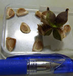 111005shirane4.jpg