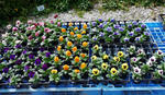 111007pansy.jpg