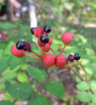 111009sansyo.jpg