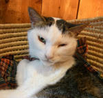 111014cat2.jpg