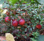 111014kokemomo.jpg