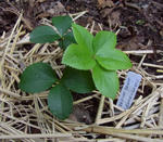 111017hellebo.jpg