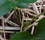 111017hellebo2.jpg