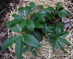 111017hellebo3.jpg