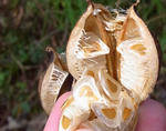 111017ubayuri2.jpg