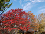 111019yokoya5.jpg