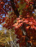 111019yokoya7.jpg