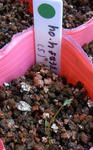 111022germination.jpg