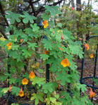 111024smithii.jpg