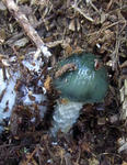 111025green2.jpg