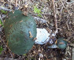 111025green3.jpg