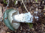 111025green1.jpg