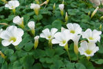 111028oxalis.jpg