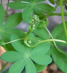 111107brachyceras.jpg
