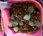 111109erodium.jpg