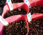 111110germination.jpg