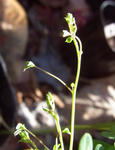 111120brachyceras12.jpg