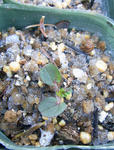 111122ice2.jpg
