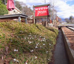 111125shibazakura.jpg