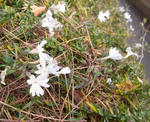 111125shibazakura2.jpg