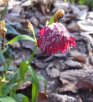 111126minus5.jpg