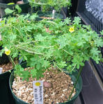 111128brachy1.jpg