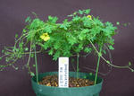 111202brachyceras.jpg