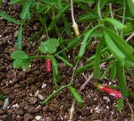 111208smithii.jpg