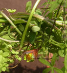111221tricolor2.jpg