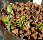 111223hellebo1.jpg