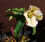 111225hellebo.jpg